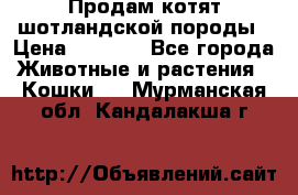 Продам котят шотландской породы › Цена ­ 2 000 - Все города Животные и растения » Кошки   . Мурманская обл.,Кандалакша г.